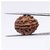 Jaipur Gemstone-one Mukhi Rudraksha Gol Danaoriginal 1 Mukhi Rudraksh