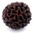 JAIPUR GEMSTONE-Kaju Dana/Natural 1 faced Rudraksha (Brown)