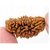 JAIPUR GEMSTONE-1 Mukhi Rudraksha Best by Lab Certified