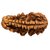Jaipur Gemstone-natural 1 Mukhi Rudraksha With Lab Certifiedsymbol Of Lord