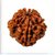JAIPUR GEMSTONE-1 Mukhi Rudraksha (Natural Brown)