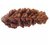 JAIPUR GEMSTONE-1 Mukhi Himalaya Rudraksha Natural Brown Colour