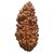 JAIPUR GEMSTONE-Beads Color-Brown (1 Mukhi Rudraksha)