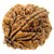 JAIPUR GEMSTONE-Certified Natural 1 Mukhi indonesian  Rudraksha