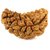 JAIPUR GEMSTONE-Natural 1 mukhi rudraksha with lab Certified/Symbol of Lord Shiva
