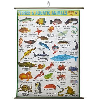 aquatic animals pictures chart