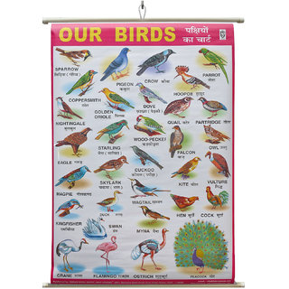 Buy Our Birds Early Learning Wall Chart For Kids, Preschool ...