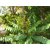Plantzoin Star gooseberry Harfarauri Phyllanthus acidus Narakoli Live Plant