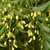 Plantzoin Indian lilac Neem Azadirachta indica Nimba Live Plant