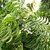 Plantzoin Indian lilac Neem Azadirachta indica Nimba Live Plant