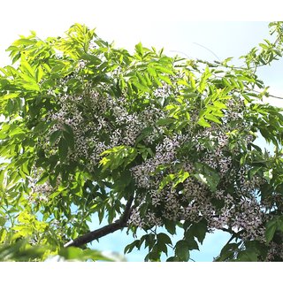 Buy Plantzoin Chinaberry tree Bakain Melia azedarach Maha nimba Live ...