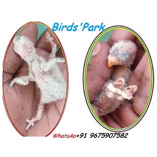 Splayed Leg Birds Treatment Bracelet Size3,4,5,67mm(10 pcs Set)-Good for Baby Canary, Lovebirds Cockatiel  Conure  C