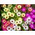 Ice Plant Flowers Organic Seeds by Indiaca or Florina Pack of 3- (50 Seeds Each)
