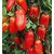 SAN MARZANO TOMATO SEEDS (VEGETABLE SEEDS) 30+ Seeds