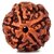 Certified Panch Mukhi - Five Face Rudraksha Bead - 100 Natural and Original