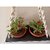 Khush Its Amazing Plant Macrame Hanger Shelf Indoor Hanging Planter Shelf Plant Hanger Shelf Boho Home Decor Cotton Rope (Black)