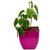 Betel Leaf Magai Paan Plant with Purple Pot by Veryhom