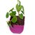Betel Leaf Magai Paan Plant with Purple Pot by Veryhom