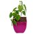 Betel Leaf Magai Paan Plant with Purple Pot by Veryhom