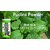 PARK DANIEL Premium Pudina Powder -100% Pure & Natural Combo Pack 3 bottles of 100 gms(300 gms) (300 g)