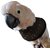 Cockatoo E Collar  Bird Collars - Elizabeth Collars - Good for Cockatoo to Prevent Feather Plucking - 2 pcs