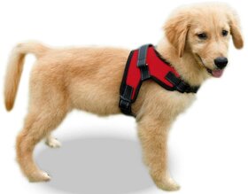 Dog Body Harness with Lease, No-Pull Dog Puppy Harness with Handle, Calming Adjustable Sport Dog Training Walking Hiking
