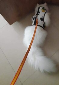 Cat Halter with Nylon Lease Size 16 - (Neck Size 30cm circumferences x 24 cm Length)