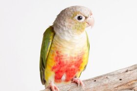 Birds' Park Bird Harness - Pine Apple Conure Harness(Belt) For Free Flying bird Birds' Park