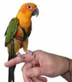 Sun Conure Belt (Sun Conure Harness)-Birds Harness soft-Good for Free flying SunConure Birds' Park