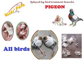 Splayed Leg Birds Treatment Bracelet for Pigeons, Cockateils, Parrot  Conure - 10 pcs BIRDS' PARK