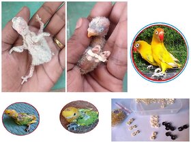 Splayed Leg Bird Treatment Reuseable Bracelet-11pcs-Good for AllBirds LoveBirds Conure Grey Parrot  Pigeons Birds' Par