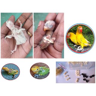 Splayed Leg Bird Treatment Reuseable Bracelet-11pcs-Good for AllBirds LoveBirds Conure Grey Parrot  Pigeons Birds' Par