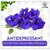 BLUE TEA - Butterfly Pea Flower Iced Teas Coolers Cocktails(50 Grams - 100 Tea Cups + 100 Drinks)