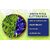 BLUE TEA - Butterfly Pea Green Tea Bags - 10 Premium Tea Bags, COLORANT TEA