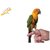 Sun Conure Belt (Sun Conure Harness)-Birds Harness Soft-Good for Free Flying SunConure Birds' Park