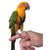 Sun Conure Belt (Sun Conure Harness)-Birds Harness Soft-Good for Free Flying SunConure Birds' Park