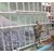 Bird Cage Door Lock Size 1.5 inch Imported 12 pcs set - Birds' Park