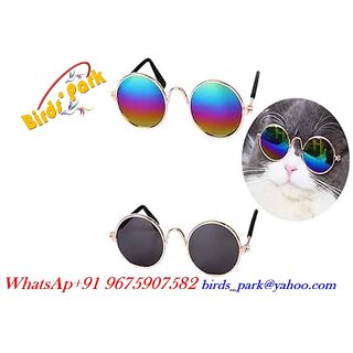 Cat - Kitten Pet glass  imported Birds' Park