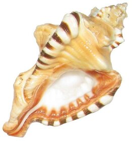 Ganesh Shankh ( Conch )