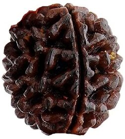 Original 1 Mukhi Gol Dana Rudraksh One Face Round Rudraksha By Lab Certified