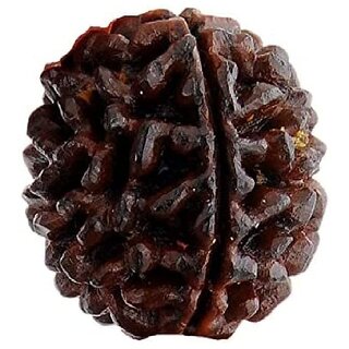Original 1 Mukhi Gol Dana Rudraksh One Face Round Rudraksha By Lab Certified
