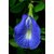 Nirmal Aprajita, Blue, Butterfly flower, Flower Seed (5 per packet)