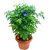 Nirmal Aprajita, Blue, Butterfly flower, Flower Seed (5 per packet)
