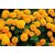 Navamallika Agarbatti Marigold Pure Marigold (15, Set Of 10)