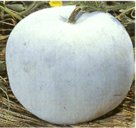 Splendour Seeds Ashgourd Vegetable seeds