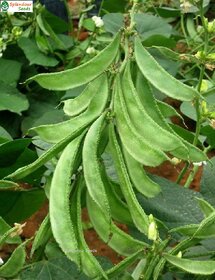 Splendour Seeds Lablab purpureus Seeds (Bush Type Plant) ChediAvarai
