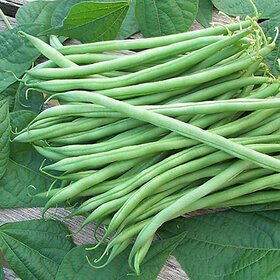 Splendour Seeds Bush Beans vegetable Seeds
