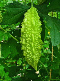 Splendour Seeds Bitter gourd Green long vegetable seeds