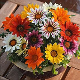 Splendour Seeds Gazania Sunshine Flower Seeds