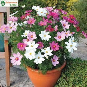 Splendour Seeds Cosmos mix flower seeds